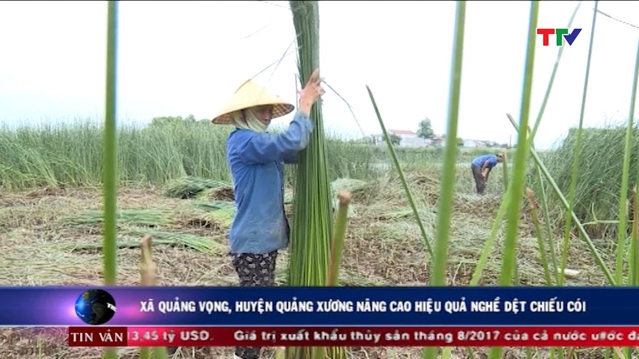 (TTV) Xã Quảng Vọng, huyện Quảng Xương nâng cao hiệu quả nghề dệt chiếu cói