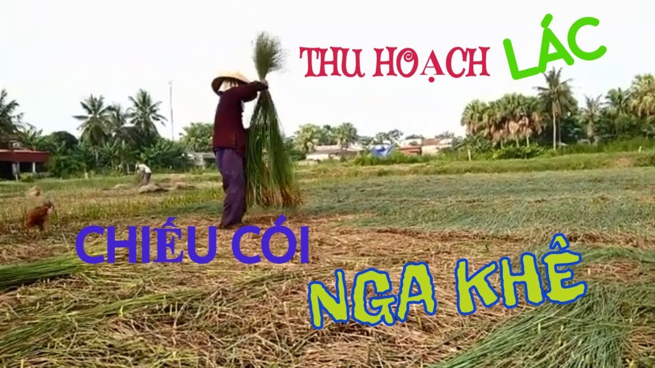 Vụ mùa chiếu cói ở Quảng Xương - Thanh Hóa
